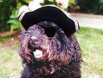     "Boo-Beard the Cockapoo", a
Black Male 1st-Generation Cockapoo
                 Age = 1 year