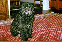 "Pedro", a Black Male Cockapoo