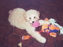           Molly, a
Buff Female Cockapoo