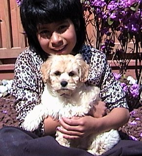 11-week-old Buff Cockapoo "Marley" with Julia