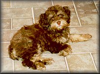 A Chocolate & Tan Cockapoo,
             6 mo. Old