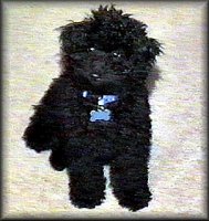 "Boo", A Black Cockapoo