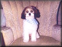            "Mia", a
    Sable & White Parti-
1st-Generation Cockapoo
       Age = 5 months