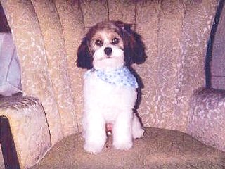 Mia, a Sable & White Parti-coloured
             Female Cockapoo