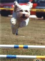   Riley, leaping &
clearing the poles