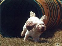 Riley, racing
out the pipe