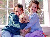           "Leo", a
Sable Male Cockapoo