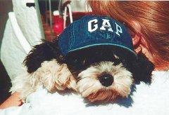 "Gracie", a Tri-Parti Female
            Cockapoo