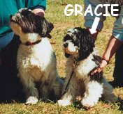 "Gracie", a Tri-Parti Female Cockapoo
                at agility show