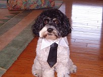 "Toby the Executive"