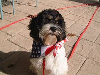 "Toby the Patriot"