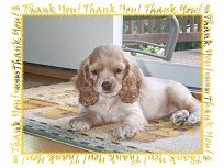 "Katie", a Buff Female
  Am. Cocker Spaniel