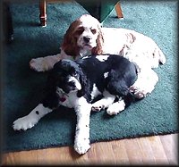 Boxter & Daphne