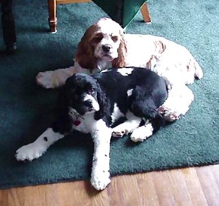Boxter and Daphne
