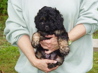 A Black & Tan-coloured
      Male  Cockapoo