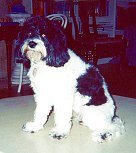        "Kiki", a
Tri Parti-coloured
Female Cockapoo