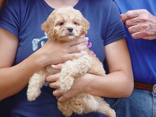   A Buff-coloured
Female  Cockapoo