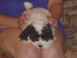 A Black & White Parti-coloured
         Female  Cockapoo
