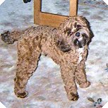       "Tigger", a
Sable Male Cockapoo