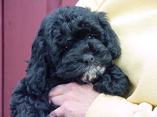  A Black-coloured
Female  Cockapoo