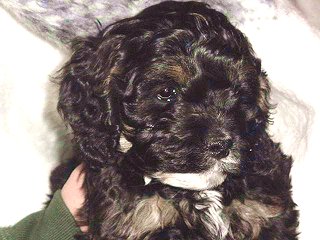 A Black & Tan-coloured
      Male  Cockapoo