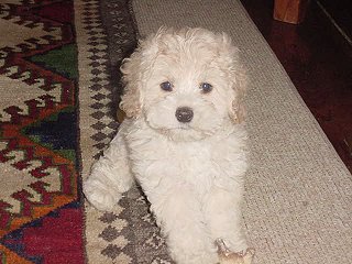   A Buff-coloured
Female  Cockapoo