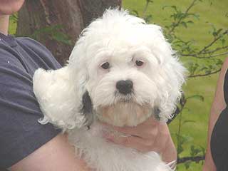 A Black & White Parti-coloured
            Male  Cockapoo