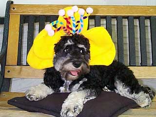 A Black & Silver-coloured
       Adult  Cockapoo