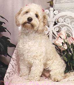 Buffy Samantha