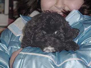 A Black & Silver-coloured
       Male  Cockapoo