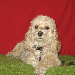 Abbie
