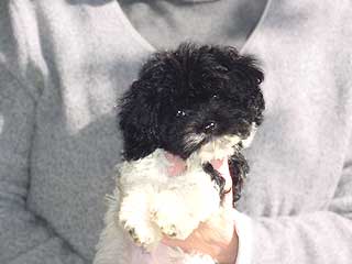 A Black & White Parti-coloured
           Female  Cockapoo