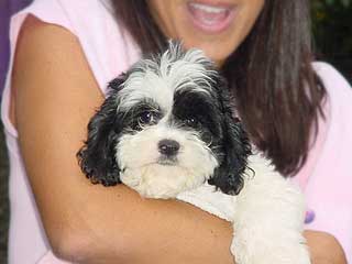 A Black & White Parti-coloured
            Male  Cockapoo