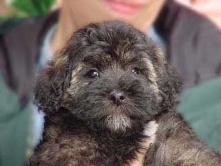 A (changing) Silver-coloured
       Female  Schnoodle
