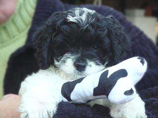 A Black & White Parti-coloured
            Male  Cockapoo