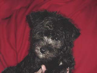 A Black-coloured
Male  Schnoodle