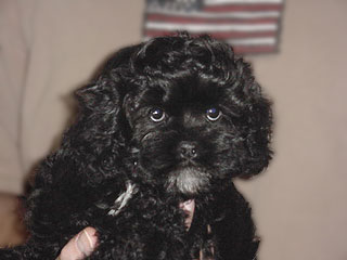  A Black-coloured
Female  Cockapoo