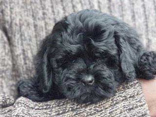  A Black-coloured
Female  Cockapoo