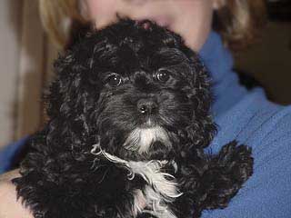  A Black-coloured
Female  Cockapoo