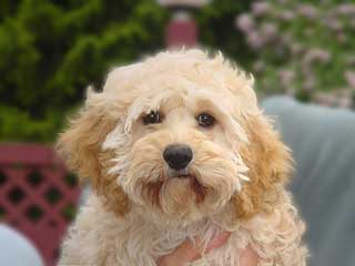   A Buff-coloured
Female  Cockapoo