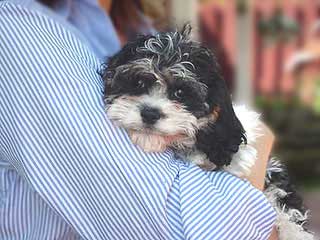 A Black Tri Parti-coloured
        Male  Cockapoo