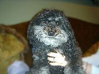 "Remmy"... a
Black & Silver
Male  Schnoodle