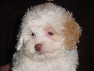 A Buff & White Parti-coloured
         Female  Cockapoo