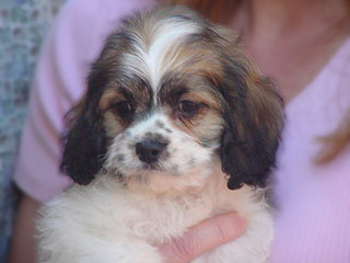 A Sable & White Parti-coloured
            Male  Cockapoo