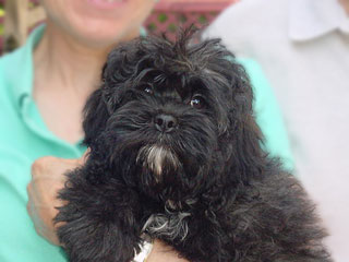  A Sable-coloured
Female  Cockapoo