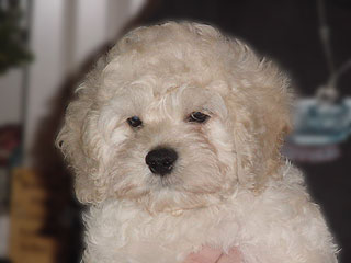   A Buff-coloured
Female  Cockapoo
