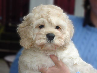 A Buff-coloured
Male  Cockapoo