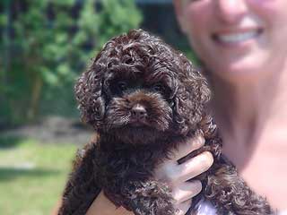 A Chocolate-coloured
   Female  Cockapoo