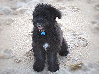     "Buster"...
the Beach Bum