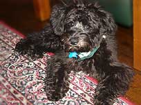    "Buster"...
after First Cut